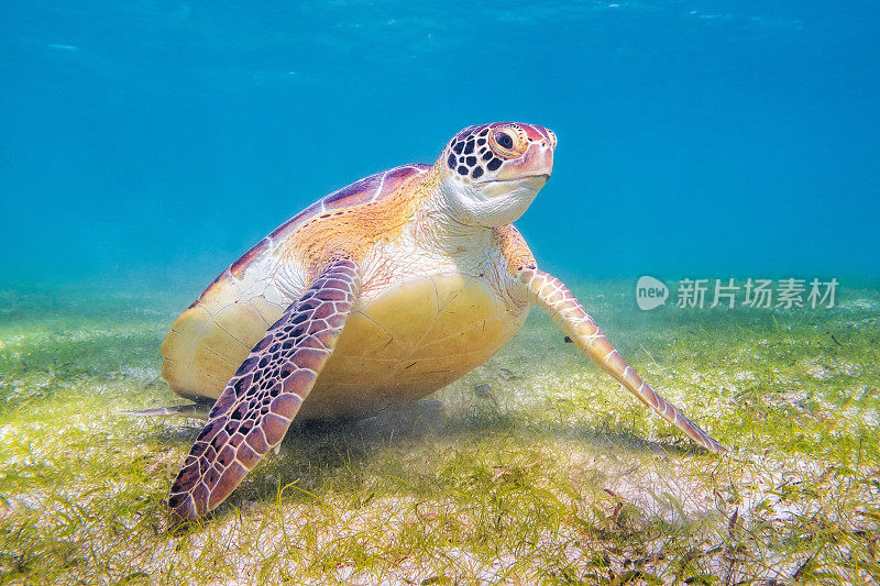 加勒比海的绿海龟-阿库马尔湾-里维埃拉玛雅/科苏梅尔，金塔纳罗奥，墨西哥